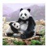 Craft Buddy Crystal Art Kaart Pandaberen 18x18 cm